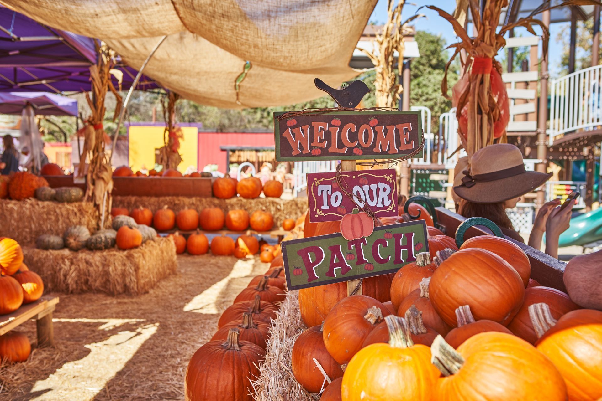 A pumpkin patch with a sign that says welcome to our patch