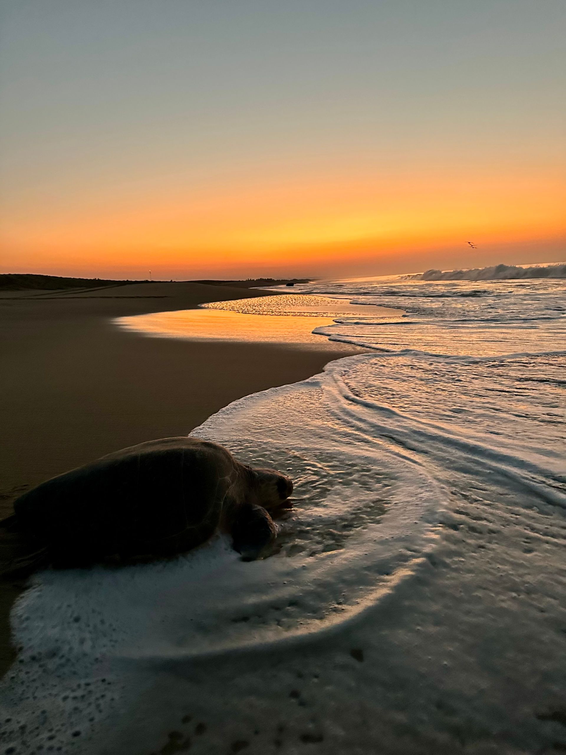 Seal resting on a sandy beach at sunset, with waves washing in under an orange sky