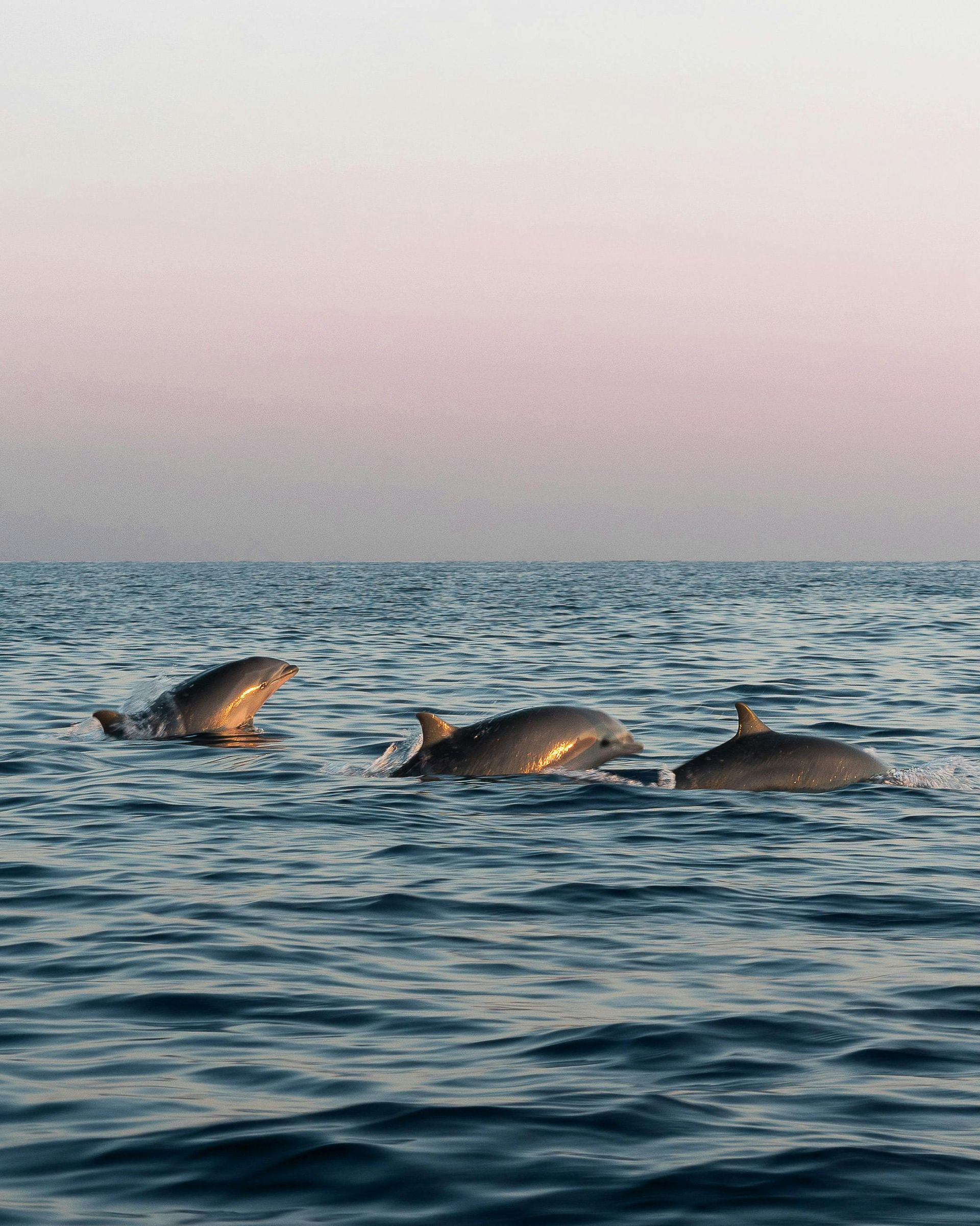 Three dolphins surfacing in choppy blue water at sunset
