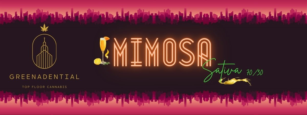 Mimosa Pre - Rolls