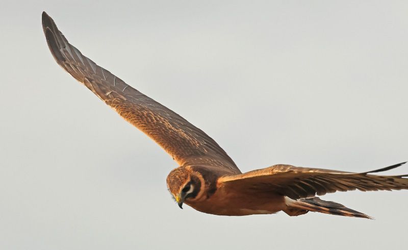 Steppehauk flyvende