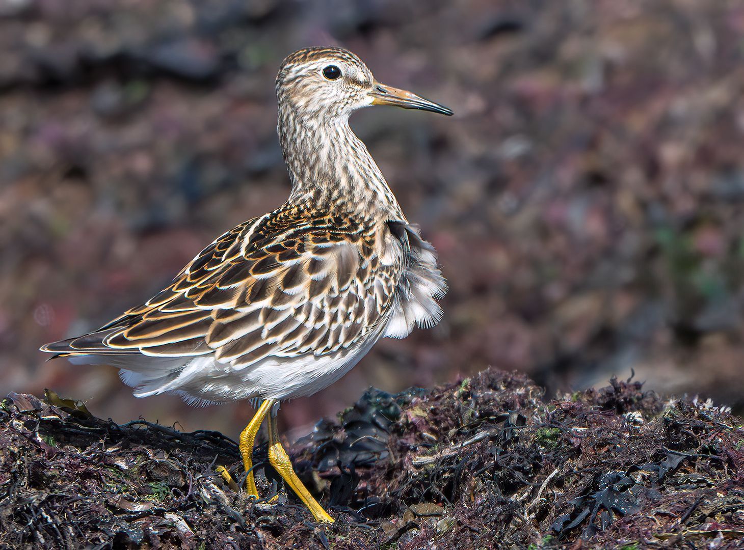 Alaskasnipe