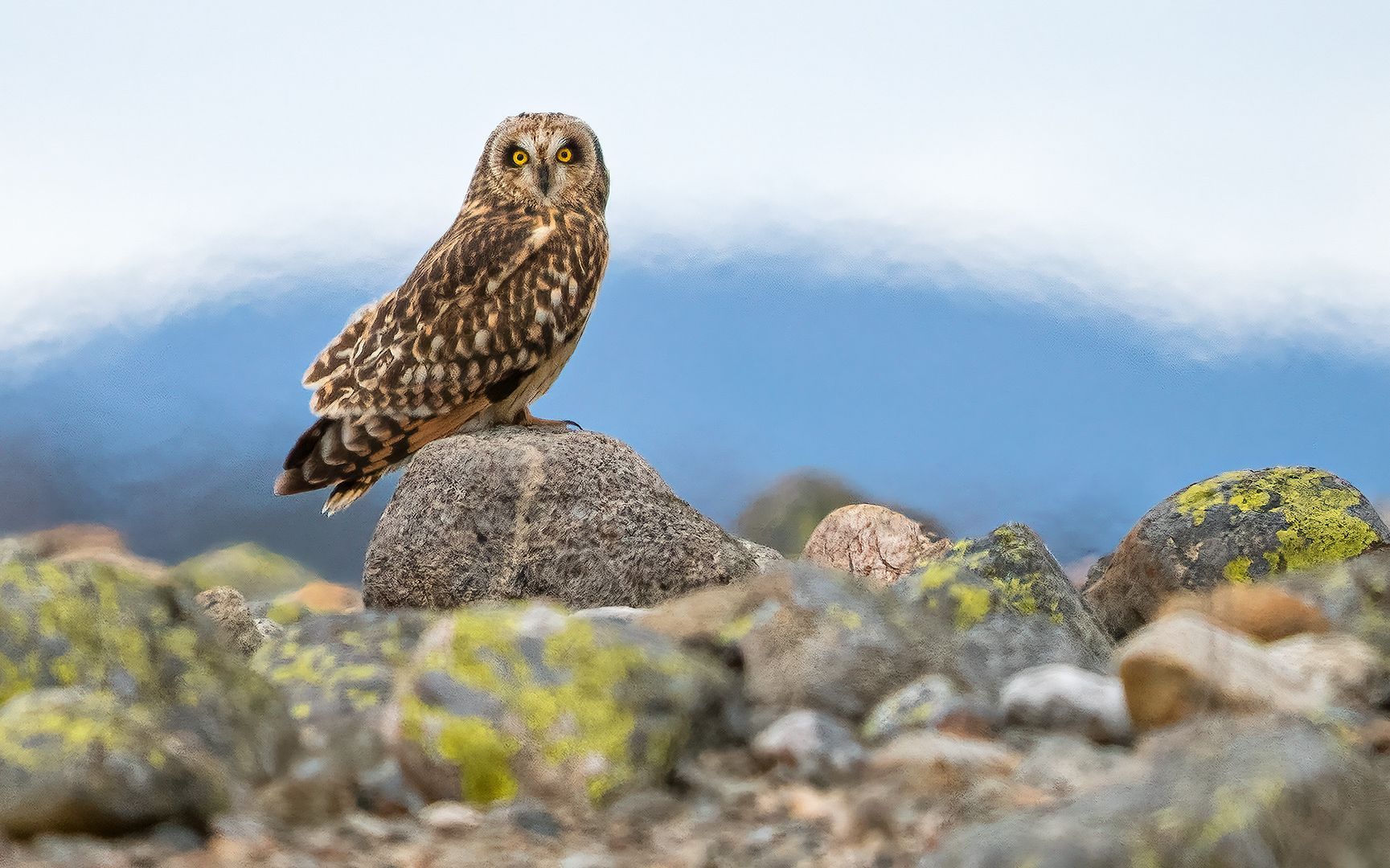 Jordugle sittende på en stein på Mølen