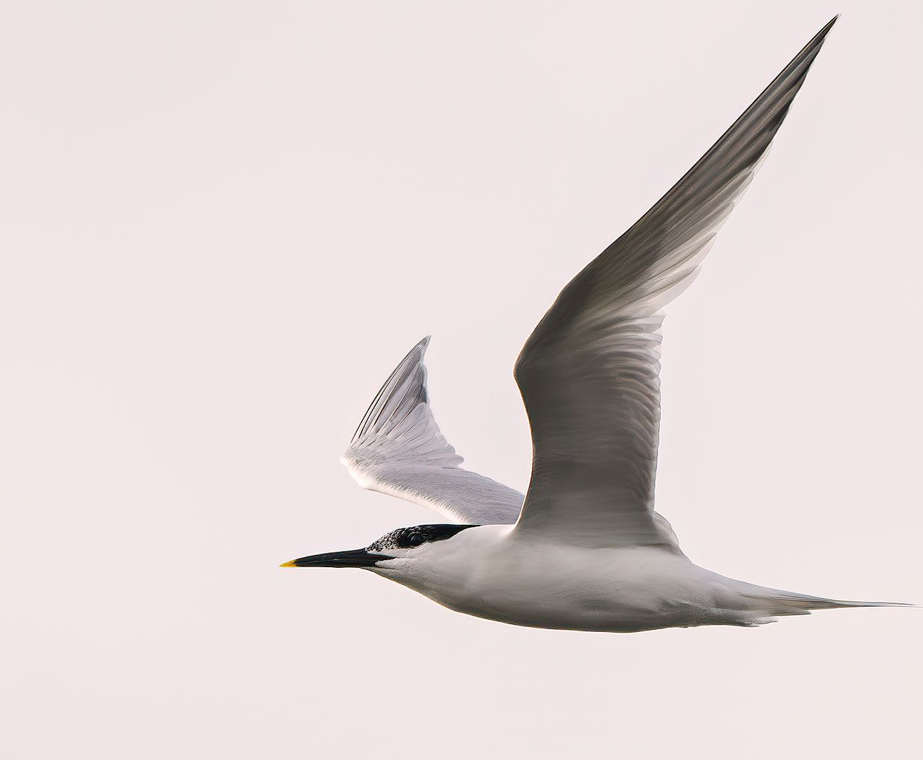 Splitterne