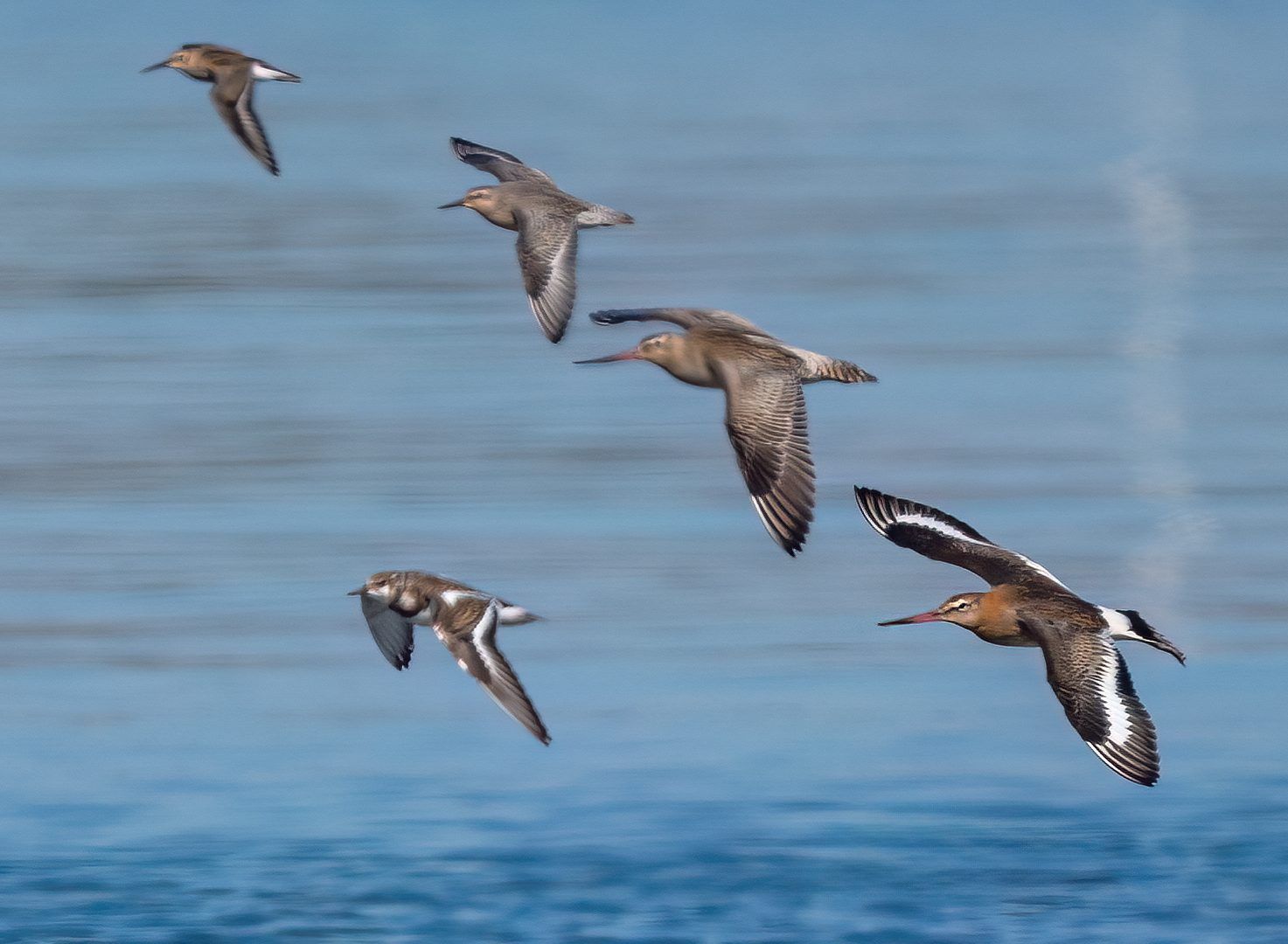 Svarthalespove av underarten islandica sammen med vadere ved Mølen