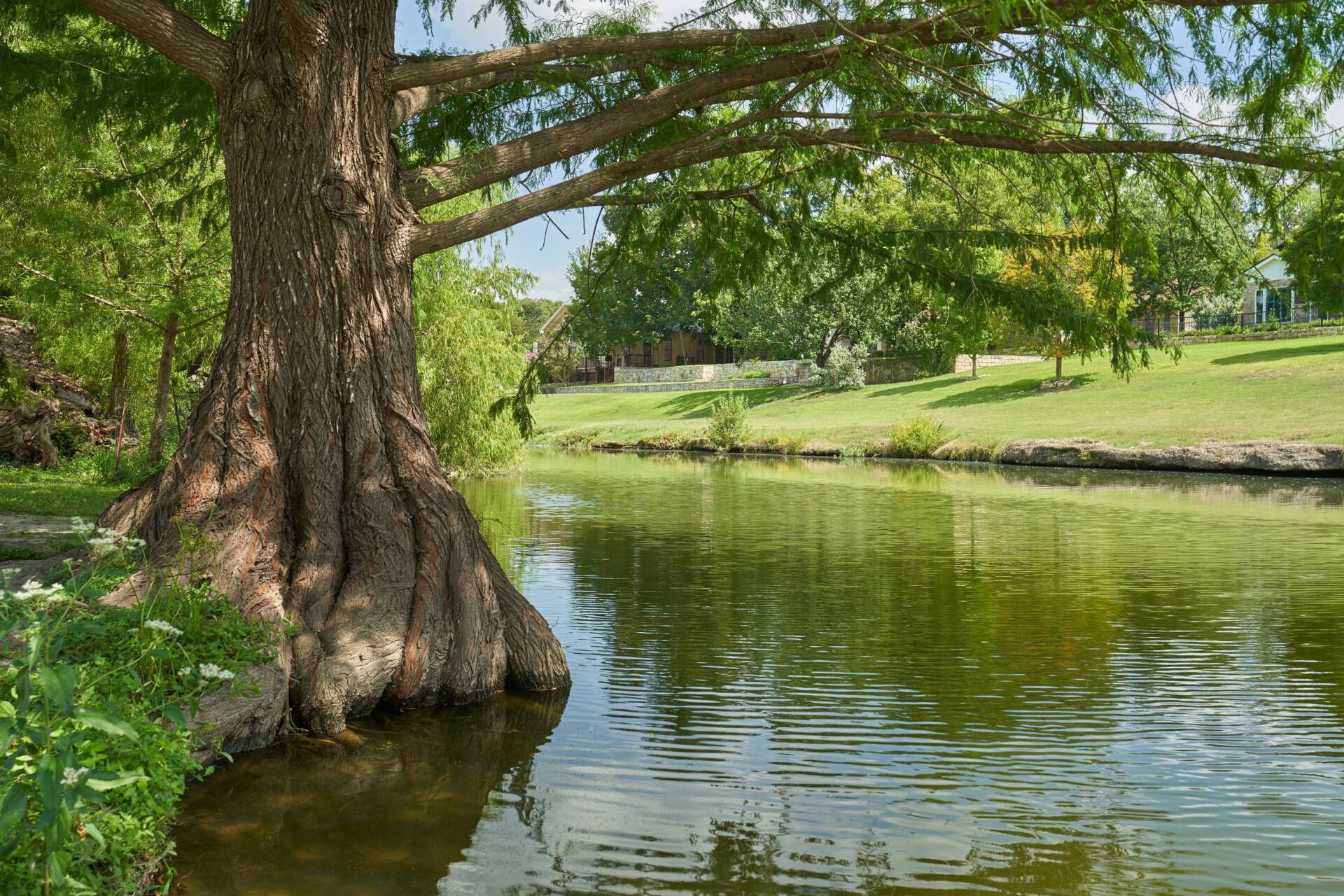Large tree with textured trunk near water, green grass and trees in background.
