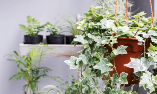A hanging potted plant with ivy growing out of it.