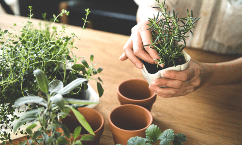 A person is planting a plant in a pot on a table.