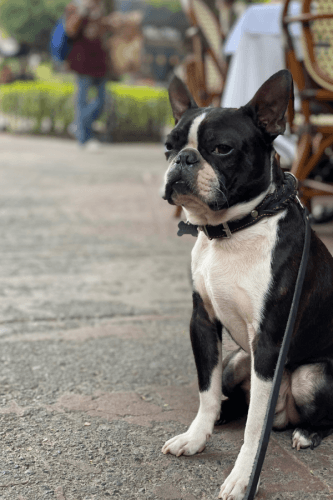 A black and white dog is sitting on the ground on a leash.