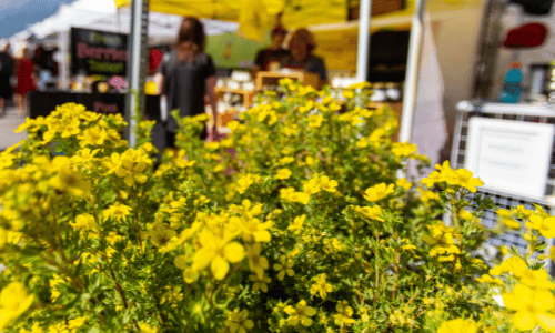 A bunch of yellow flowers are growing in front of a market stall.