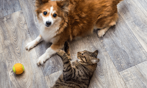 A dog and a cat are playing with a tennis ball on the floor.