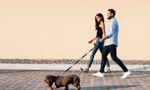 A man and a woman are walking a dog on a leash.