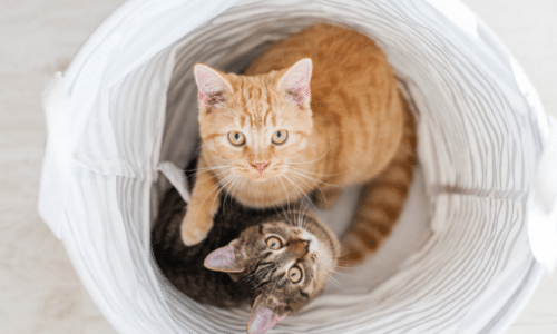 Two cats are playing in a laundry basket.