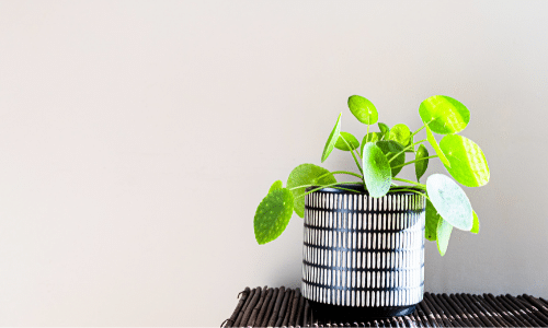 A potted plant is sitting on top of a wooden table.