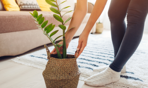 A woman is putting a potted plant in a basket.