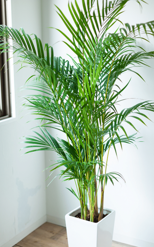 A palm tree in a white pot is sitting in a corner of a room next to a window.
