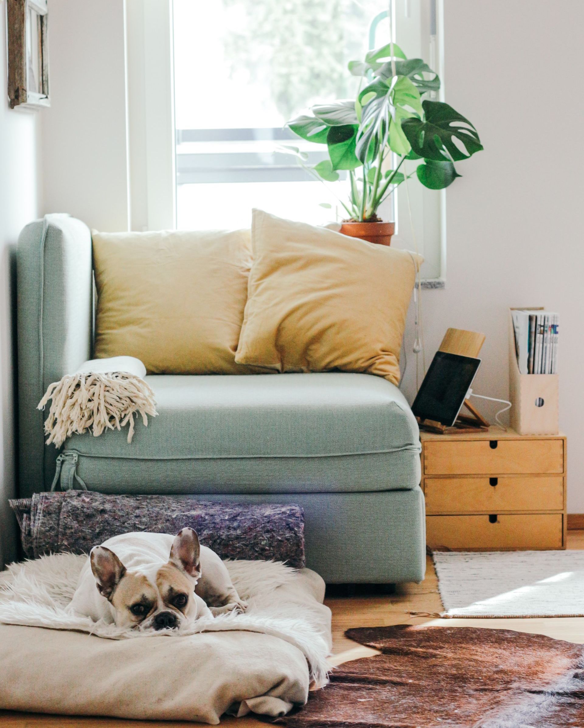 A dog is laying on a dog bed in a living room next to a couch.