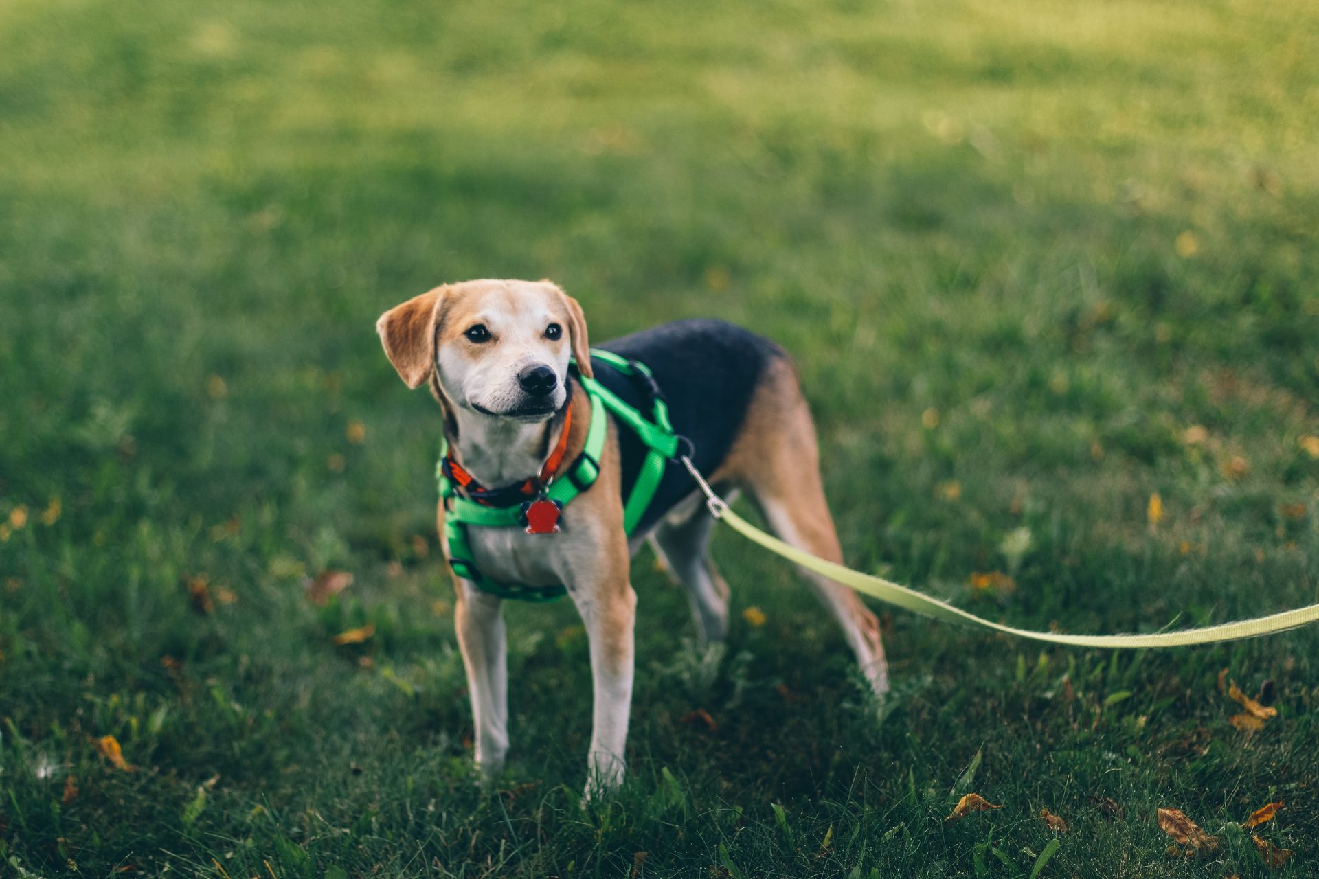 A dog wearing a harness and leash is standing in the grass.