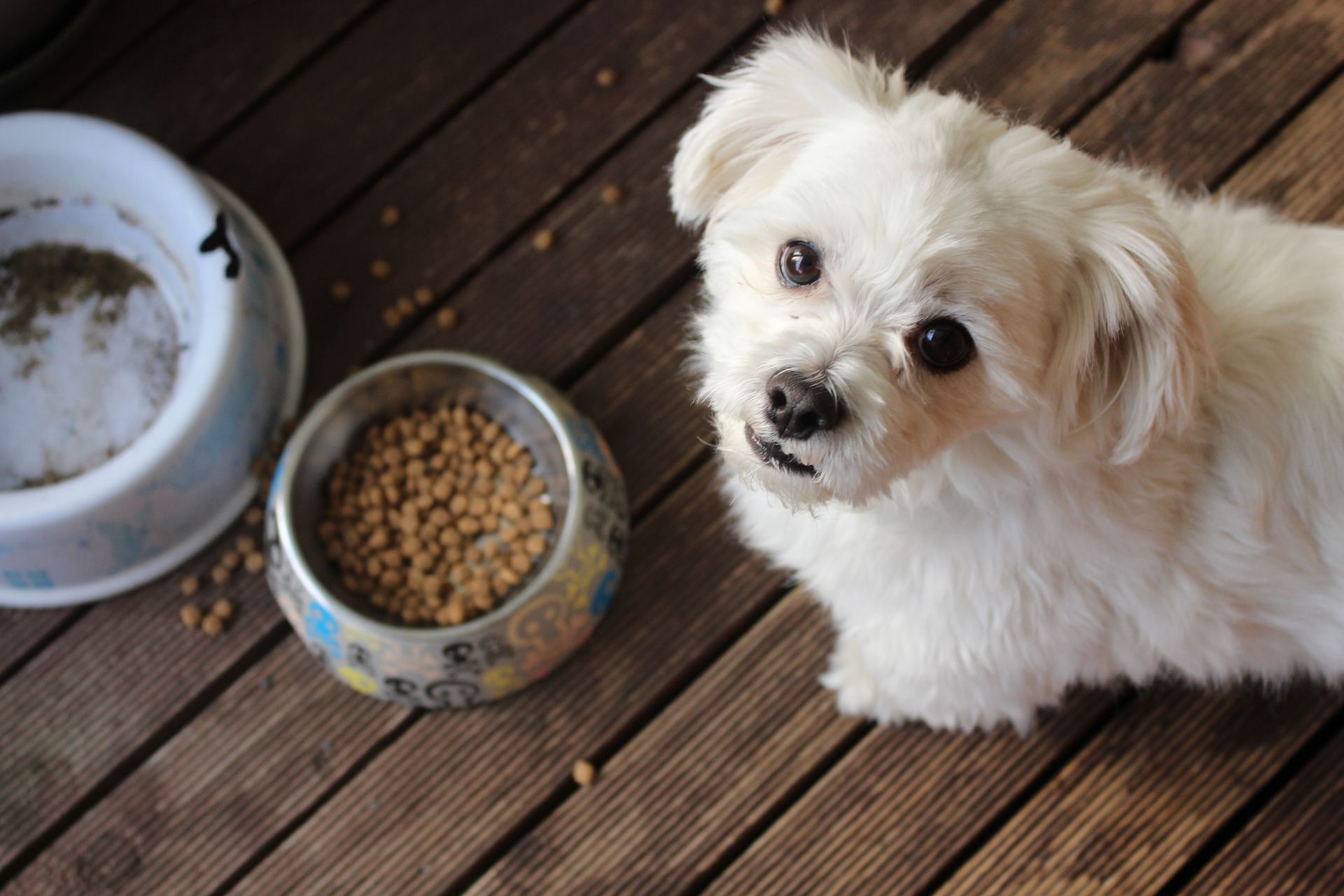 A small white dog is sitting next to a bowl of dog food on a wooden floor.