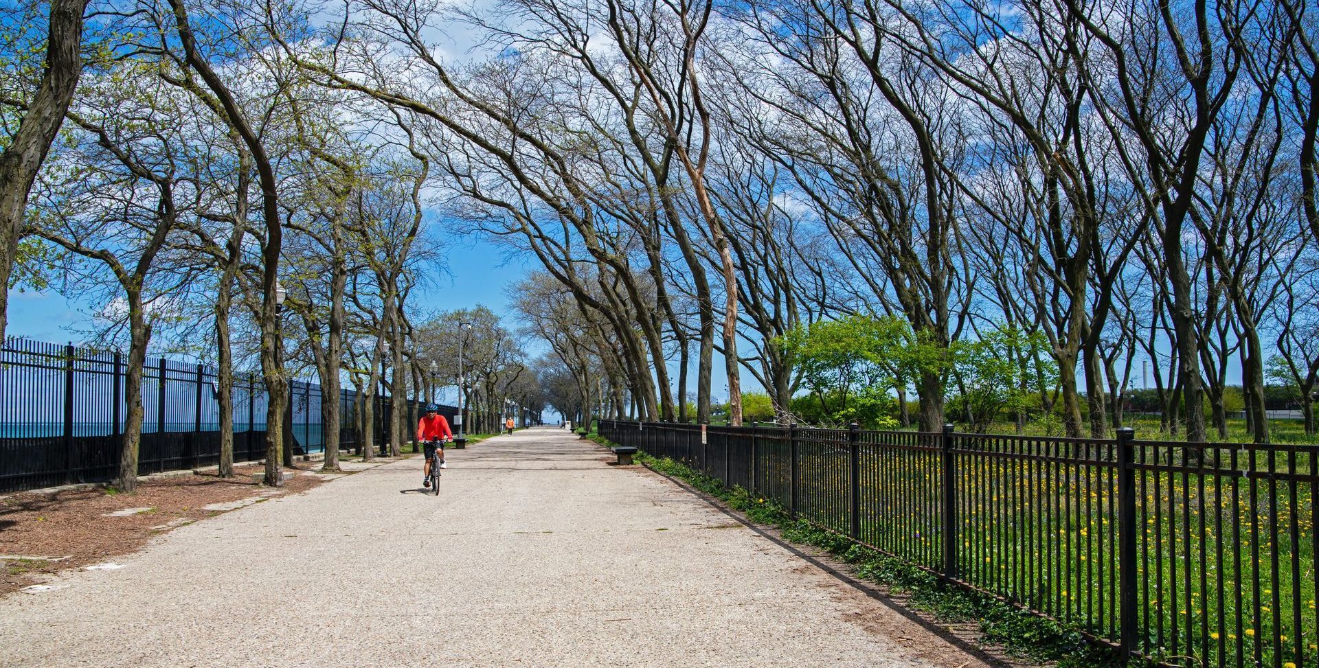 A person is riding a bike down a path lined with trees.