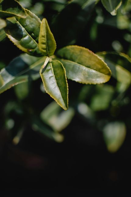 Green leaves with yellow edges on a dark, blurred background