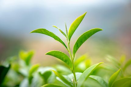 Close-up of young green plant shoots growing against a soft blurred background