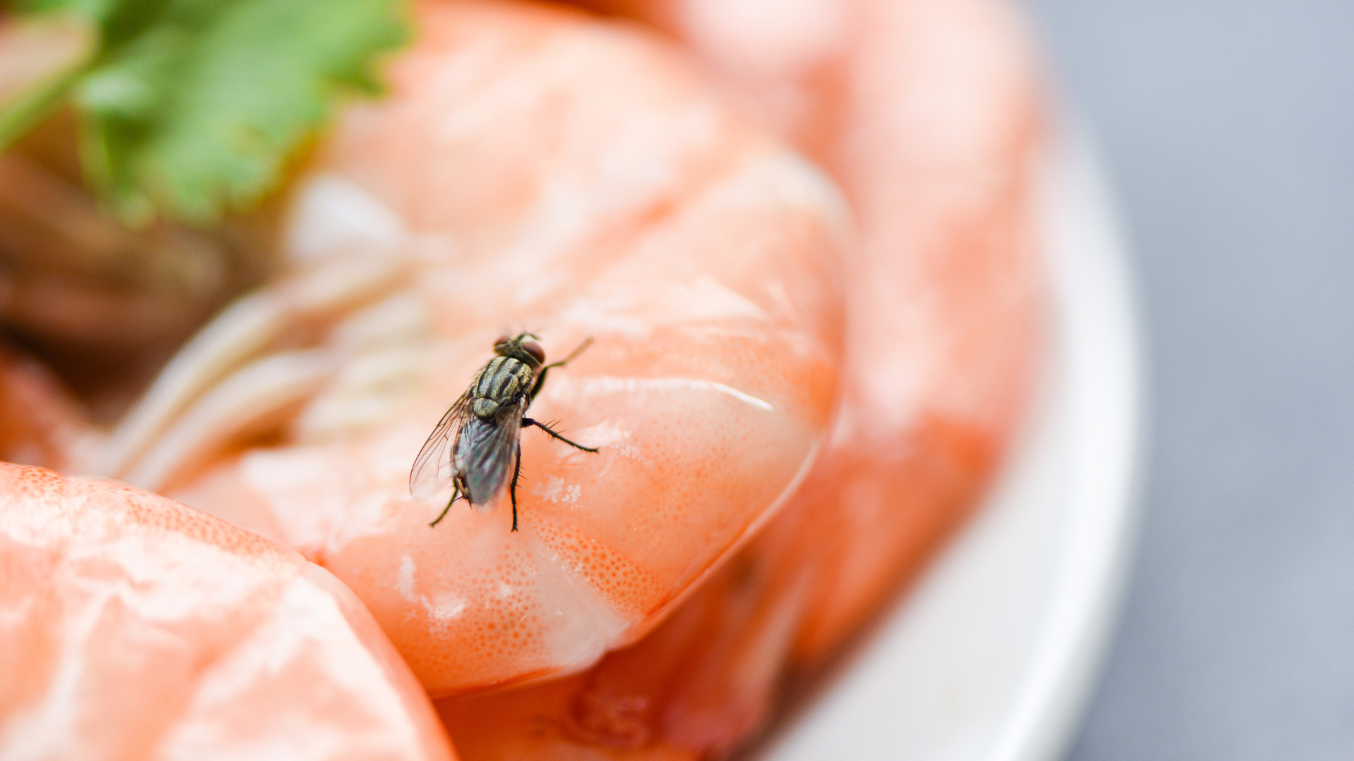 A fly on a cooked shrimp, close-up shot. The shrimp are orange and placed on a plate.