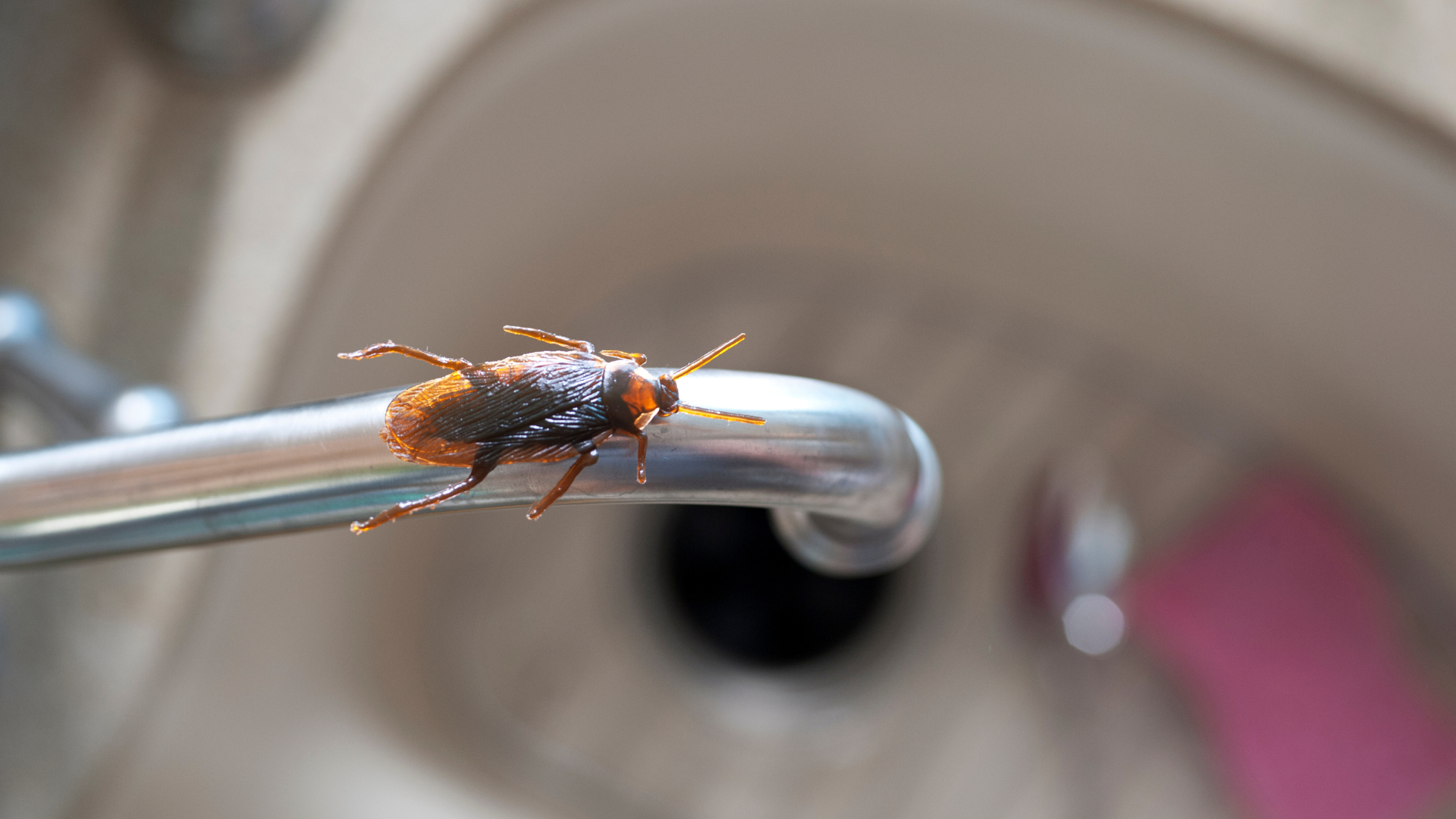 Brown and black insect on a chrome faucet handle, with a blurry sink in the background.
