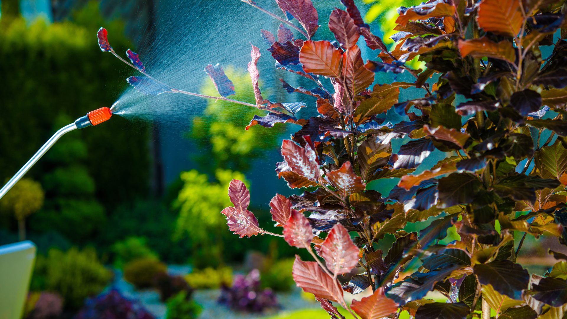 Lawn Pest Treatment img