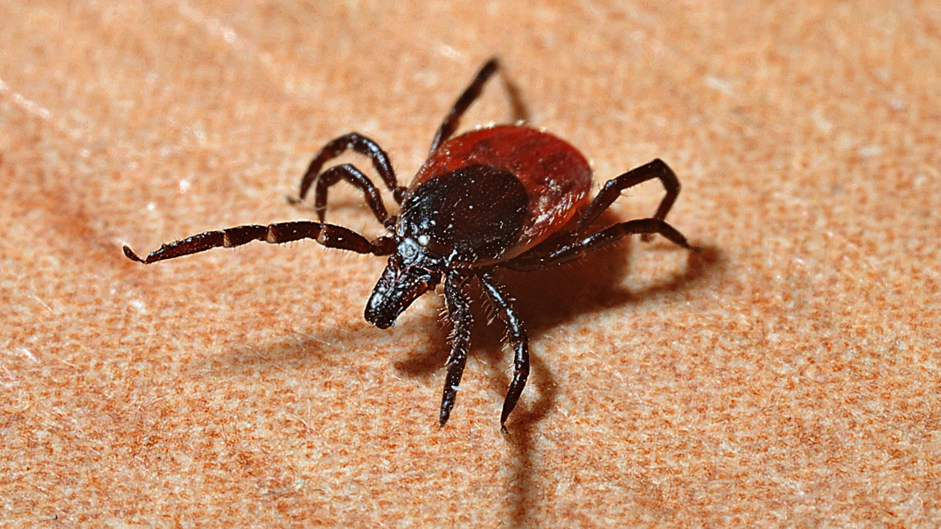 Flea and Tick Control img
