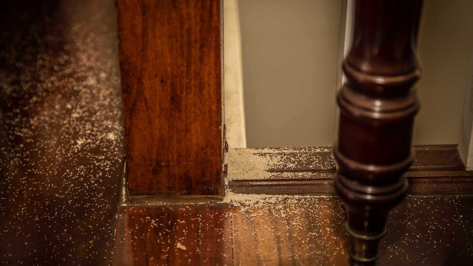 Wood floor and trim covered in termite frass near a wooden pillar and frame. Brown wood contrasts with the white, powdery debris.
