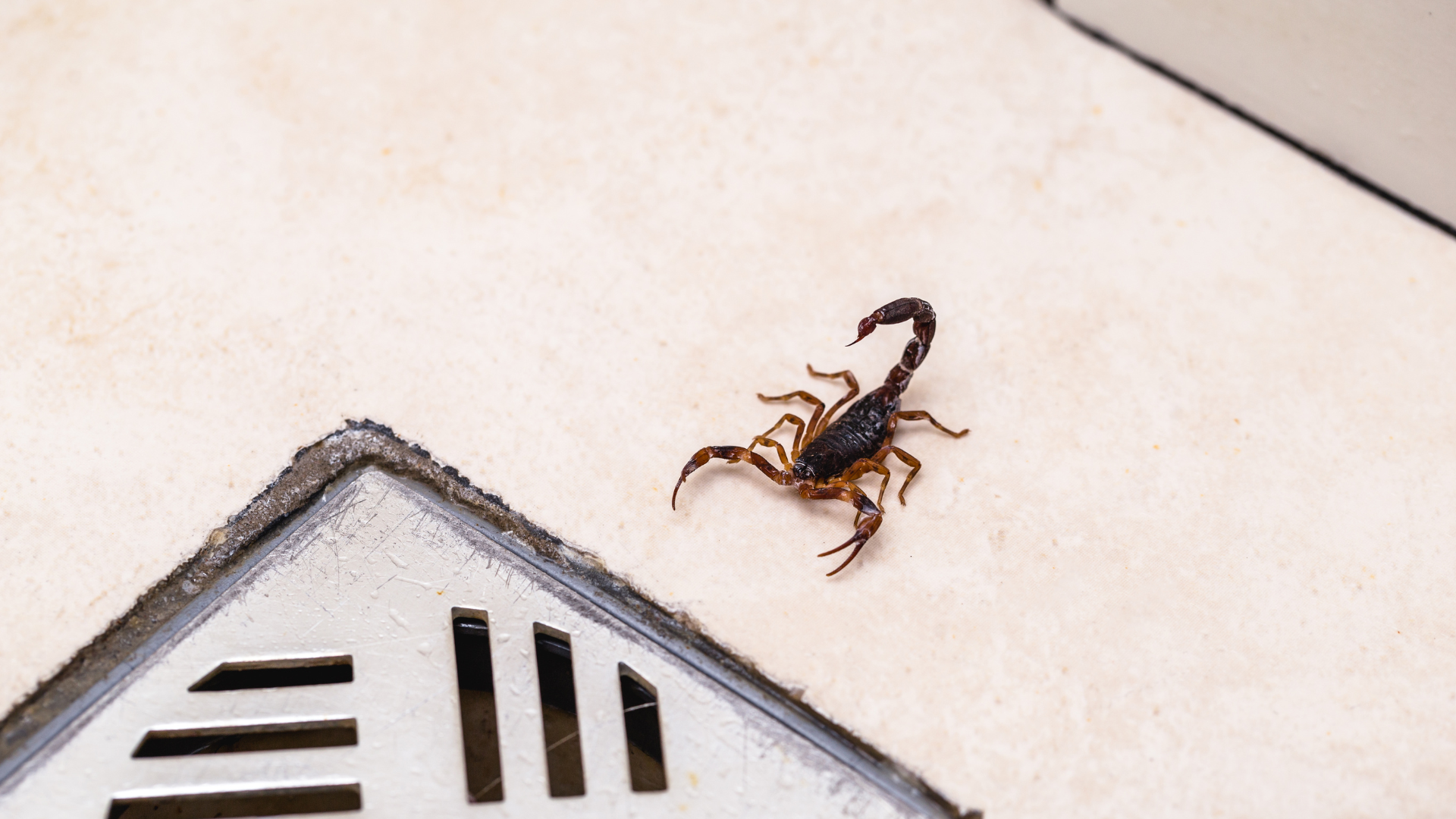 A scorpion on a light-colored surface next to a corner of a metal grate.