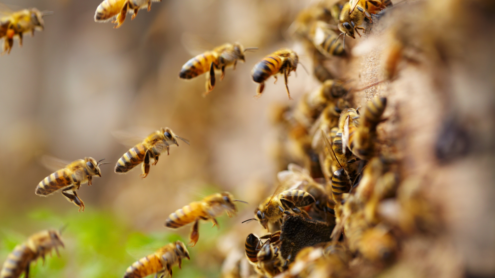 Bee and Wasp Control img