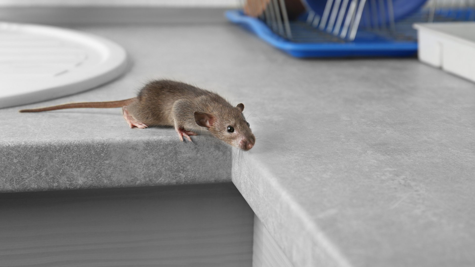 Rodent Control Services img