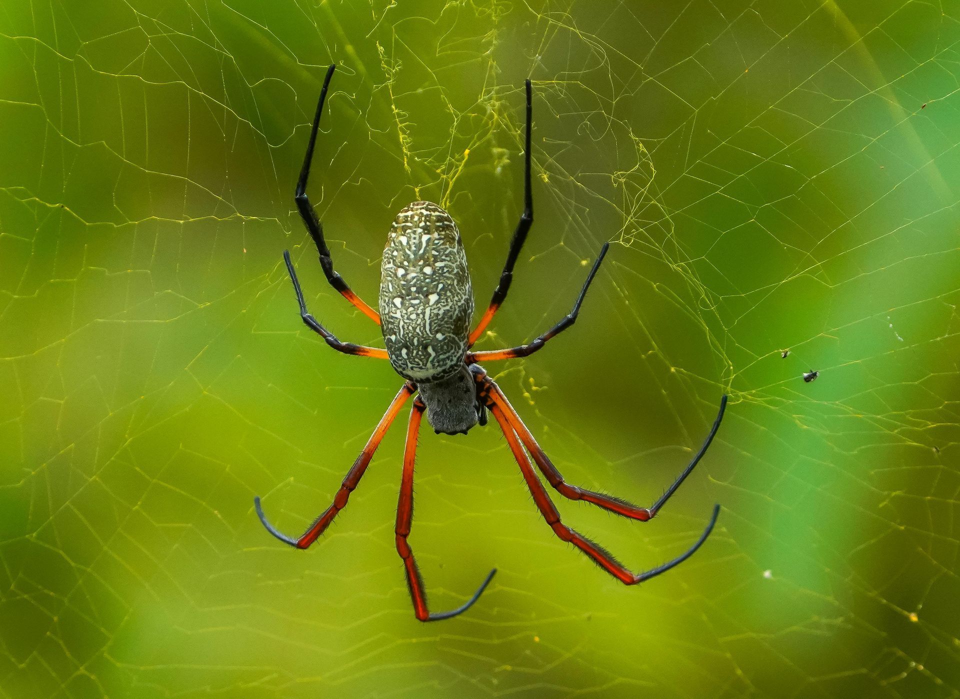 Spider Control img