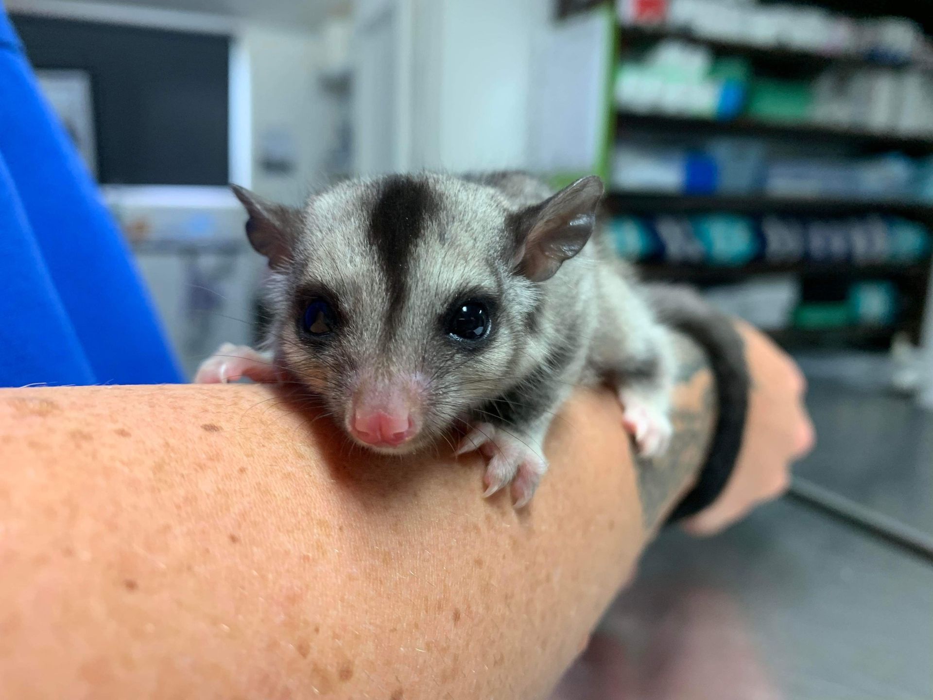 A sugar glider perches on a person's arm, facing forward with large dark eyes and a distinct dark stripe on its head.