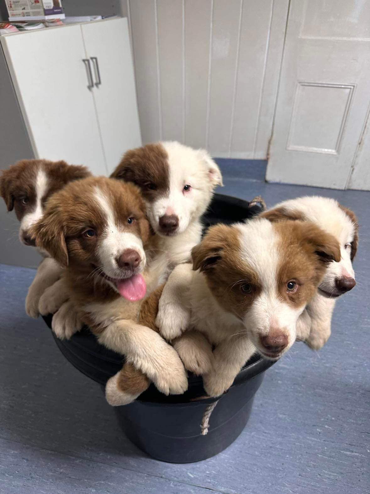 Four Brown and White Puppies Sit Together — Acacia Veterinary Surgery in Yeppoon, QLD