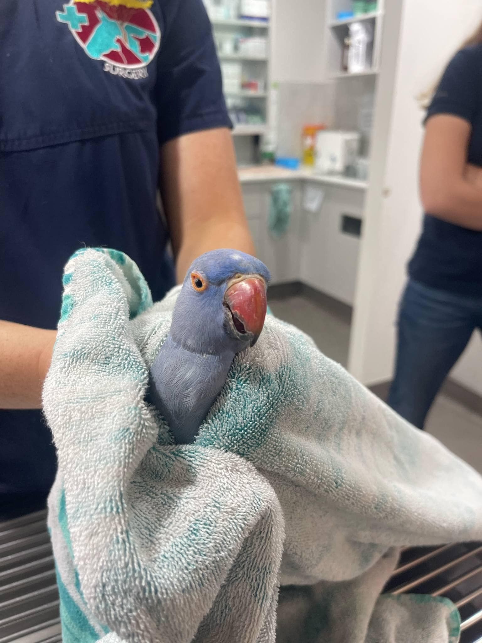 A Blue Parakeet Wrapped in a Light-coloured Towel — Acacia Veterinary Surgery in Yeppoon, QLD
