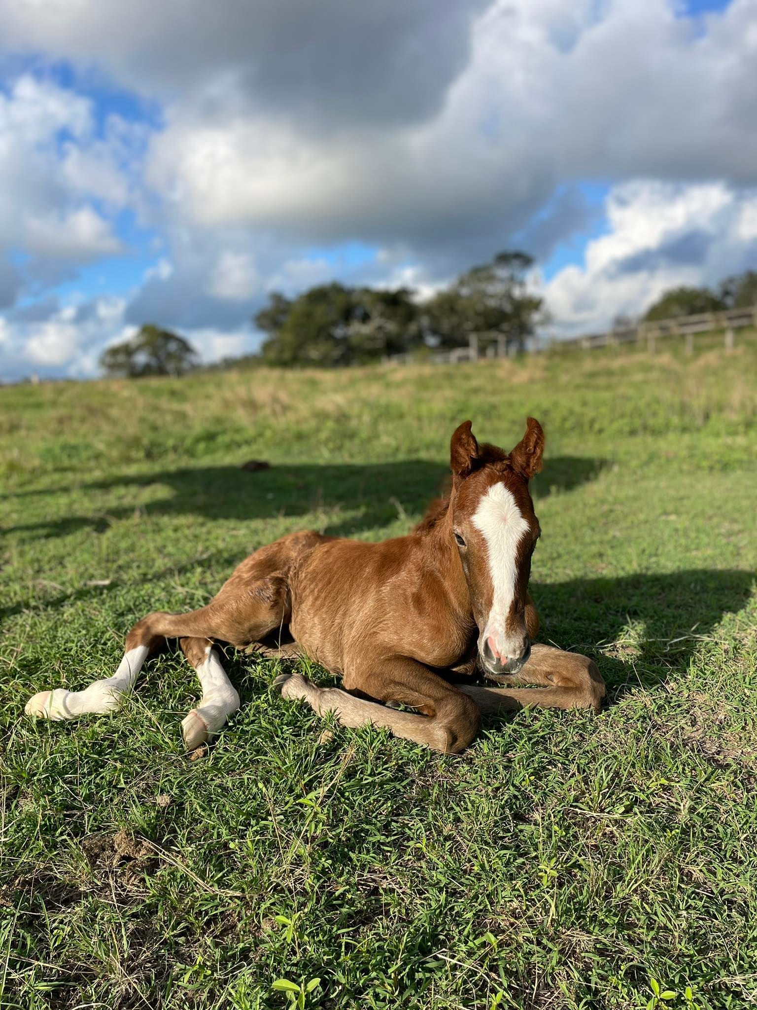 A brown foal with a white blaze and white socks resting in a sunny, green grassy pasture under a cloudy sky.