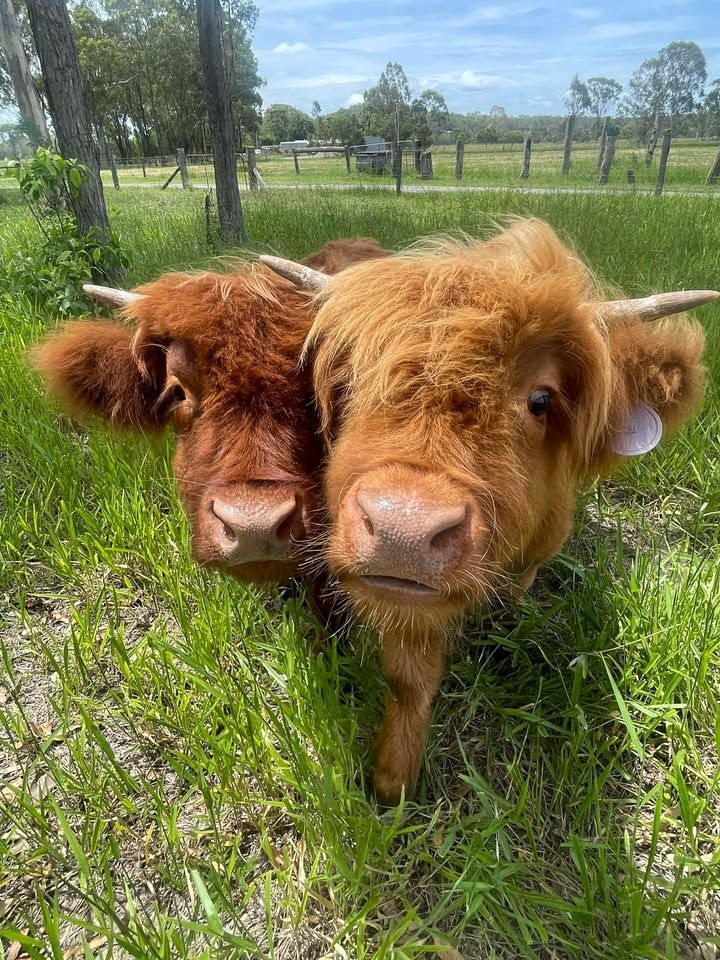 Two Fluffy Ginger Highland Cows — Acacia Veterinary Surgery in Yeppoon, QLD