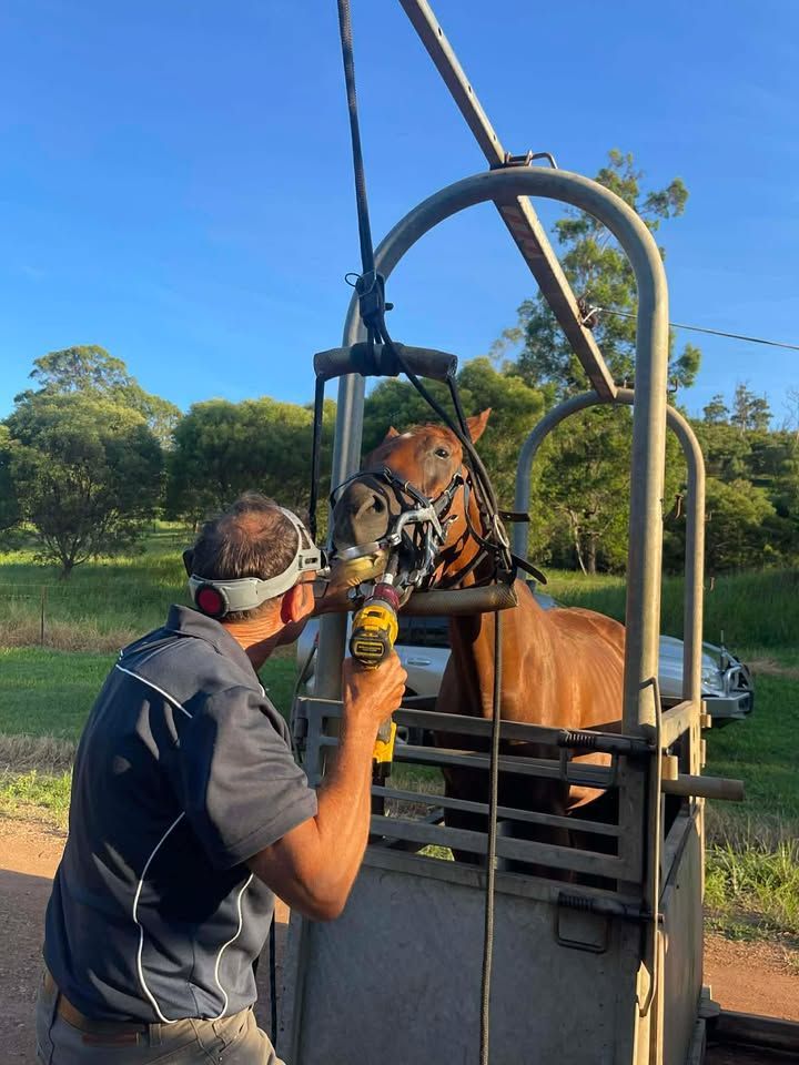 A Veterinarian Uses a Power Tool to Perform Dental Work on a Horse — Acacia Veterinary Surgery in Yeppoon, QLD