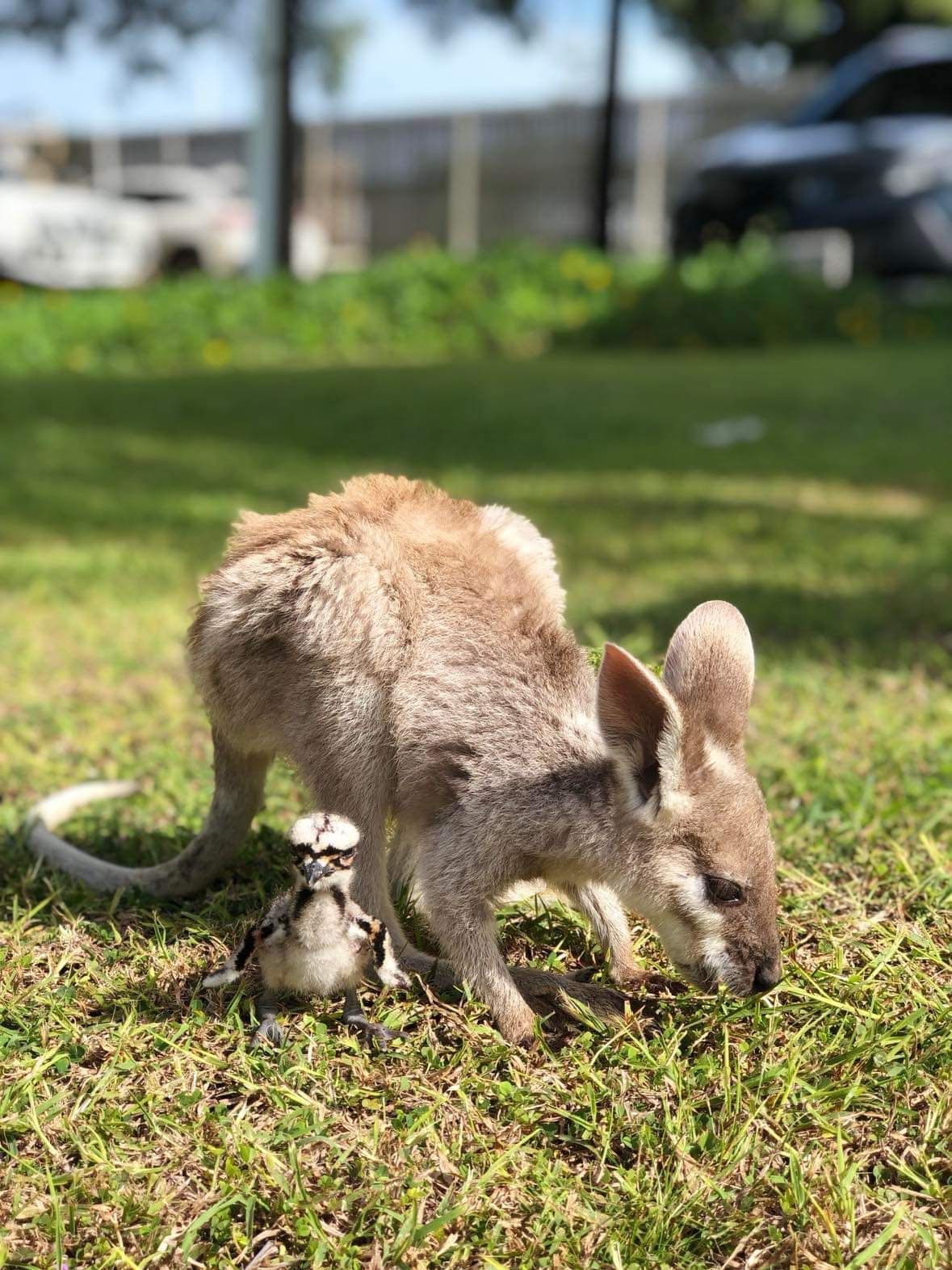 A small wallaby grazes in a grassy park beside a tiny chick standing on the grass — Acacia Veterinary Surgery in Yeppoon, QLD