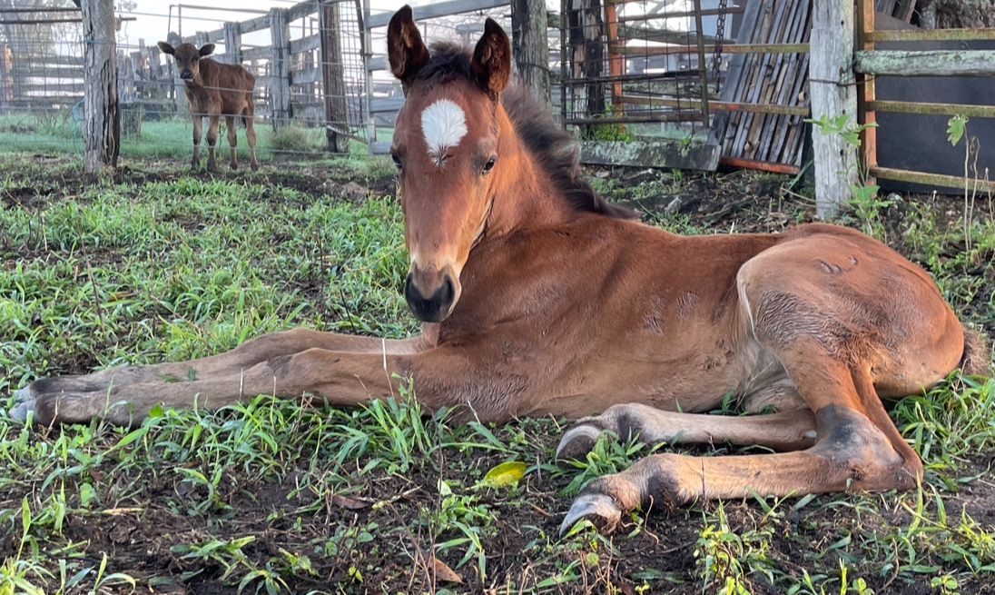 A young bay foal with a white star on its forehead resting on grassy ground, with another animal standing behind — Acacia Veterinary Surgery in Yeppoon, QLD