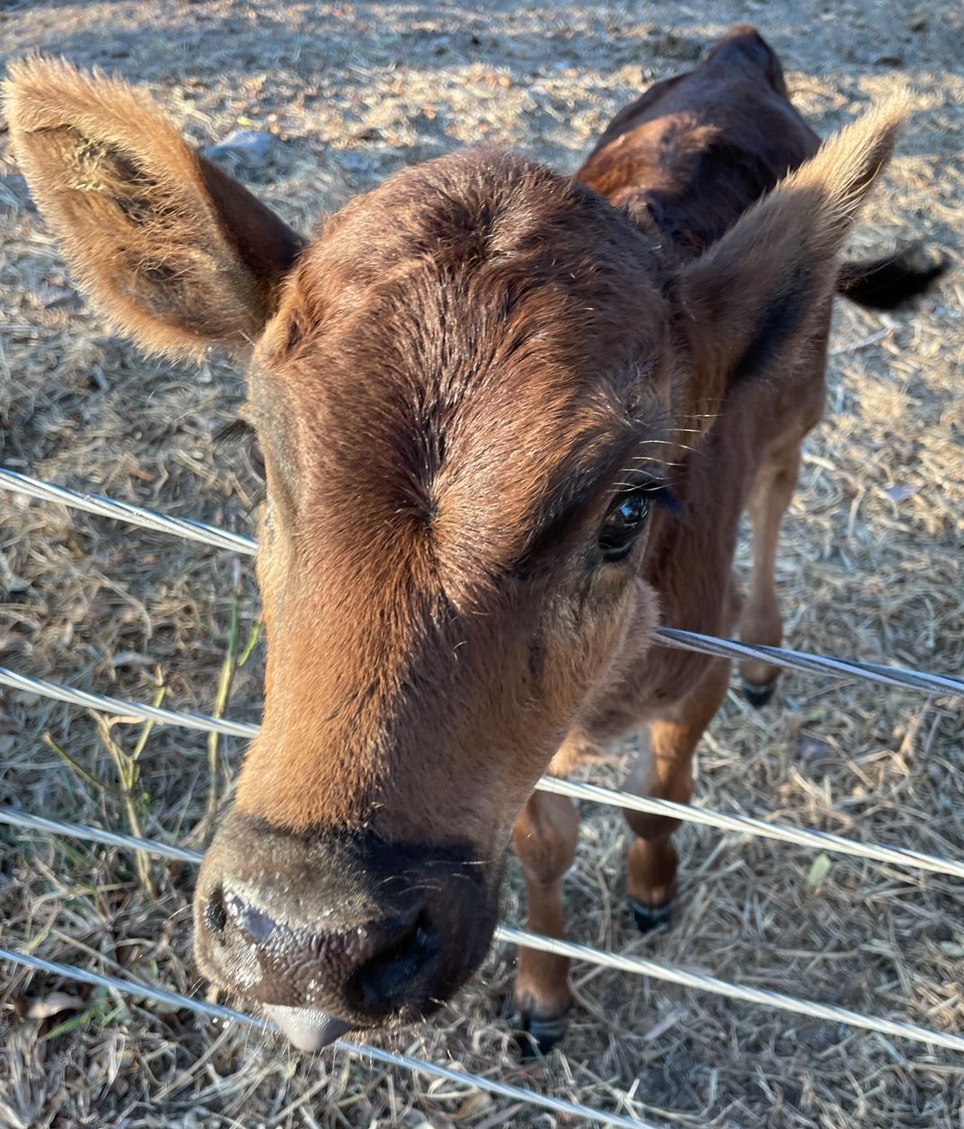 A brown calf stands behind a wire fence, looking at the camera with its tongue slightly out — Acacia Veterinary Surgery in Yeppoon, QLD