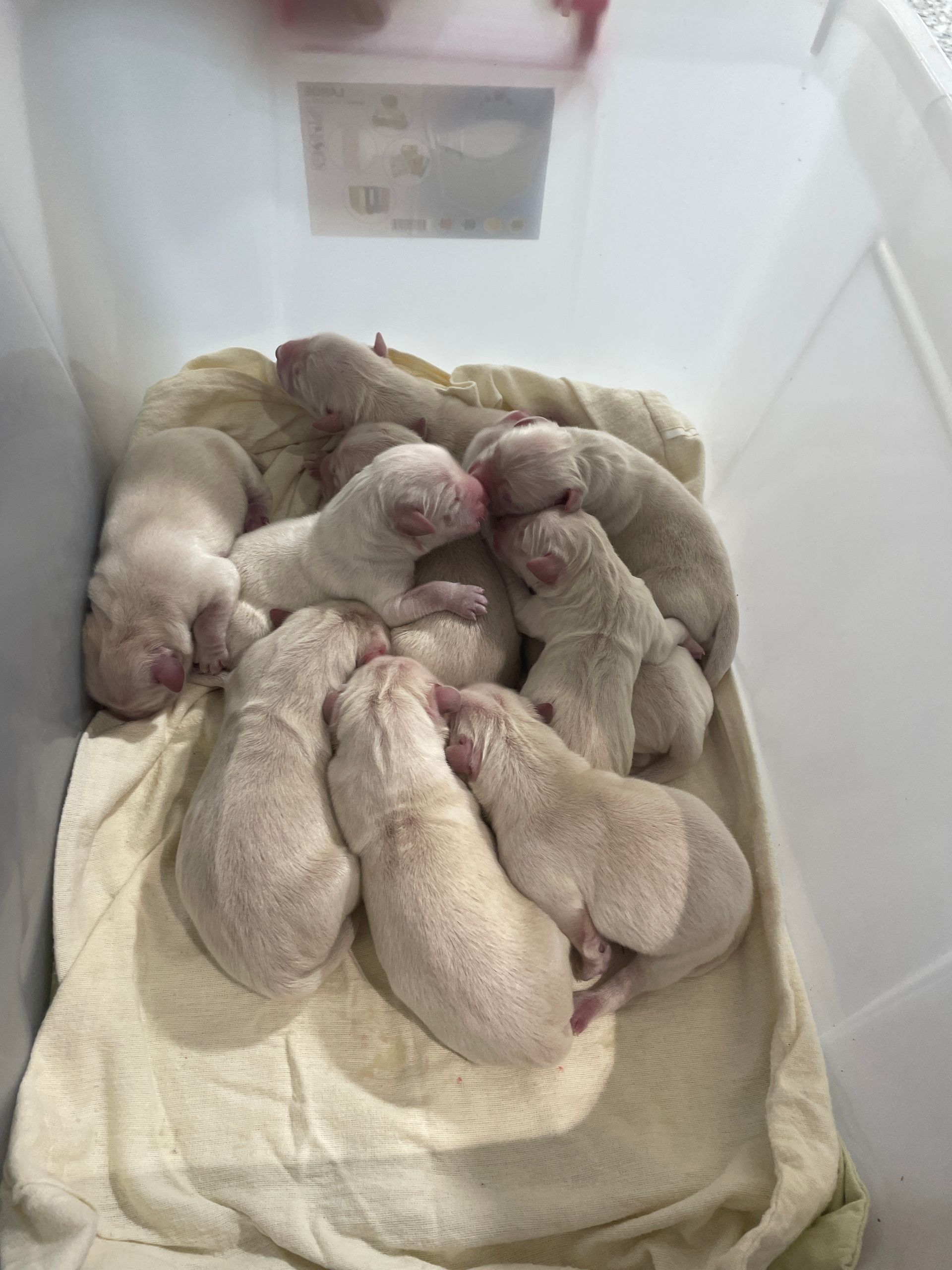 A group of newborn puppies huddled together on a light-coloured towel inside a plastic bin — Acacia Veterinary Surgery in Yeppoon, QLD