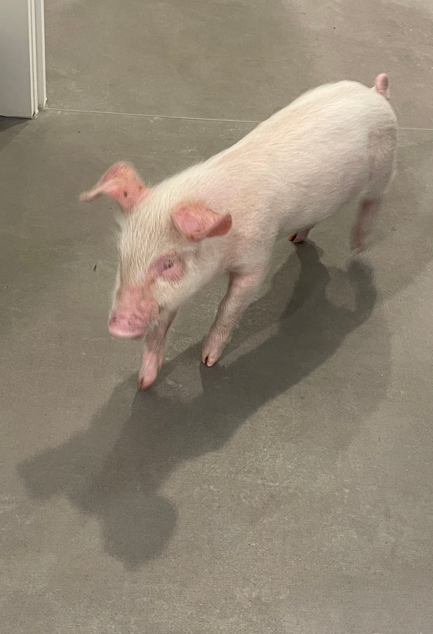 A light-pink piglet walking across a gray concrete floor, viewed from a high angle — Acacia Veterinary Surgery in Yeppoon, QLD