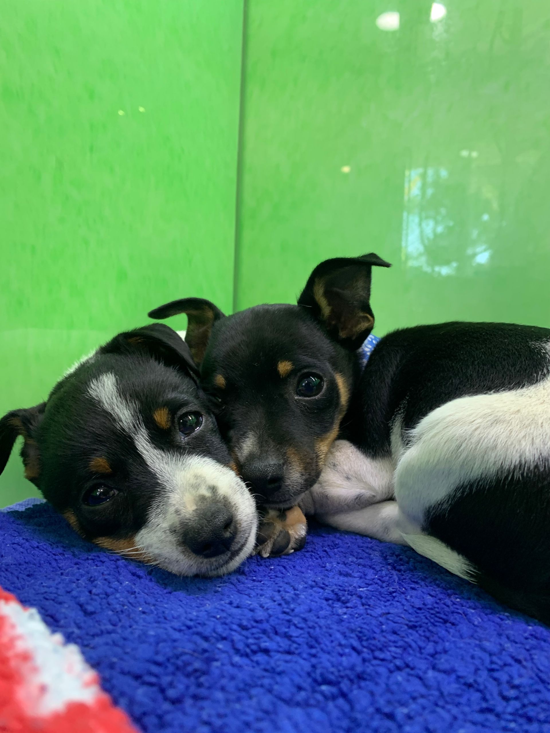 Two small black, white, and tan puppies cuddling together on a blue blanket against a bright green wall — Acacia Veterinary Surgery in Yeppoon, QLD