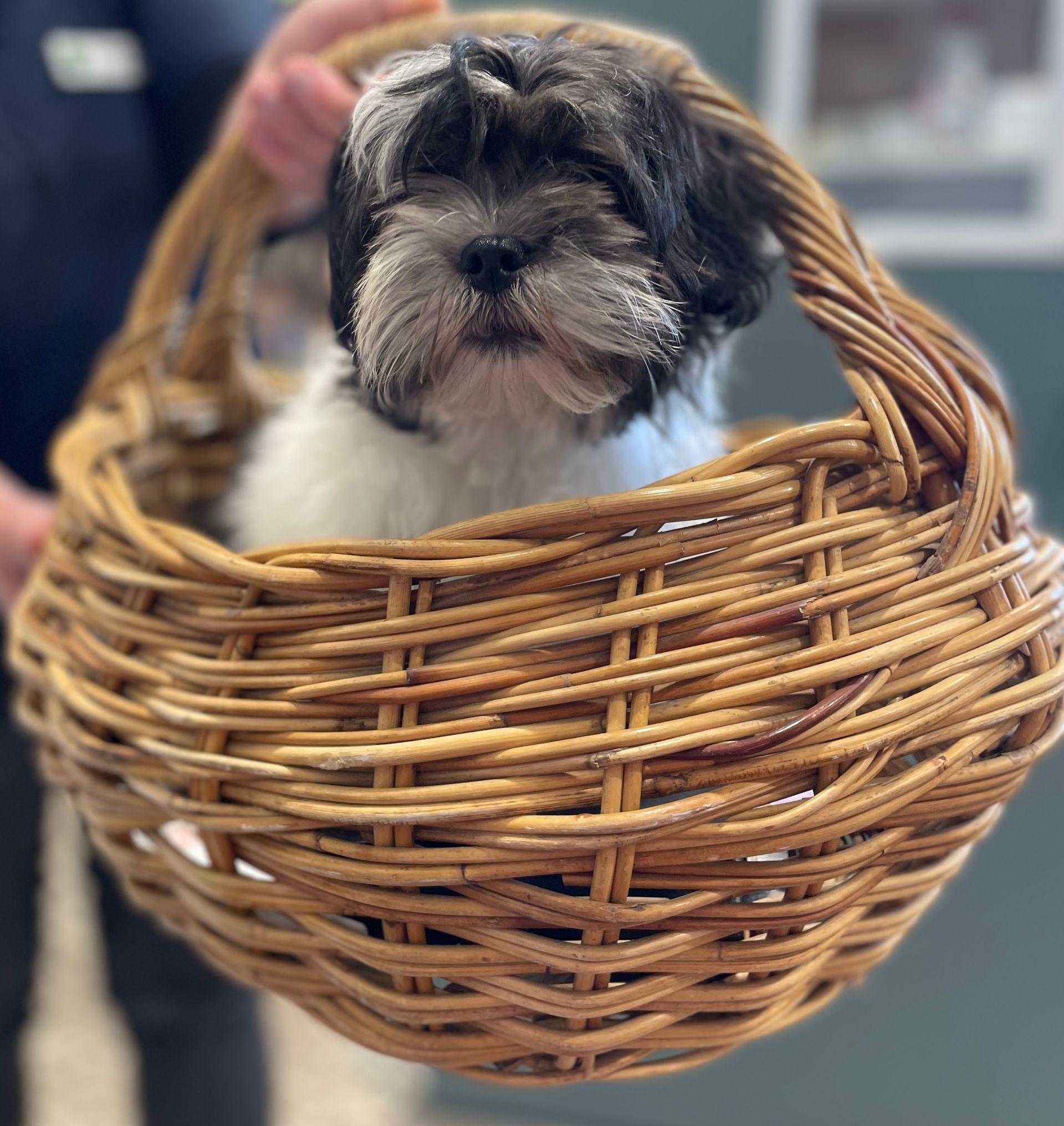 Small black-and-white puppy sitting in a wicker basket, looking forward.