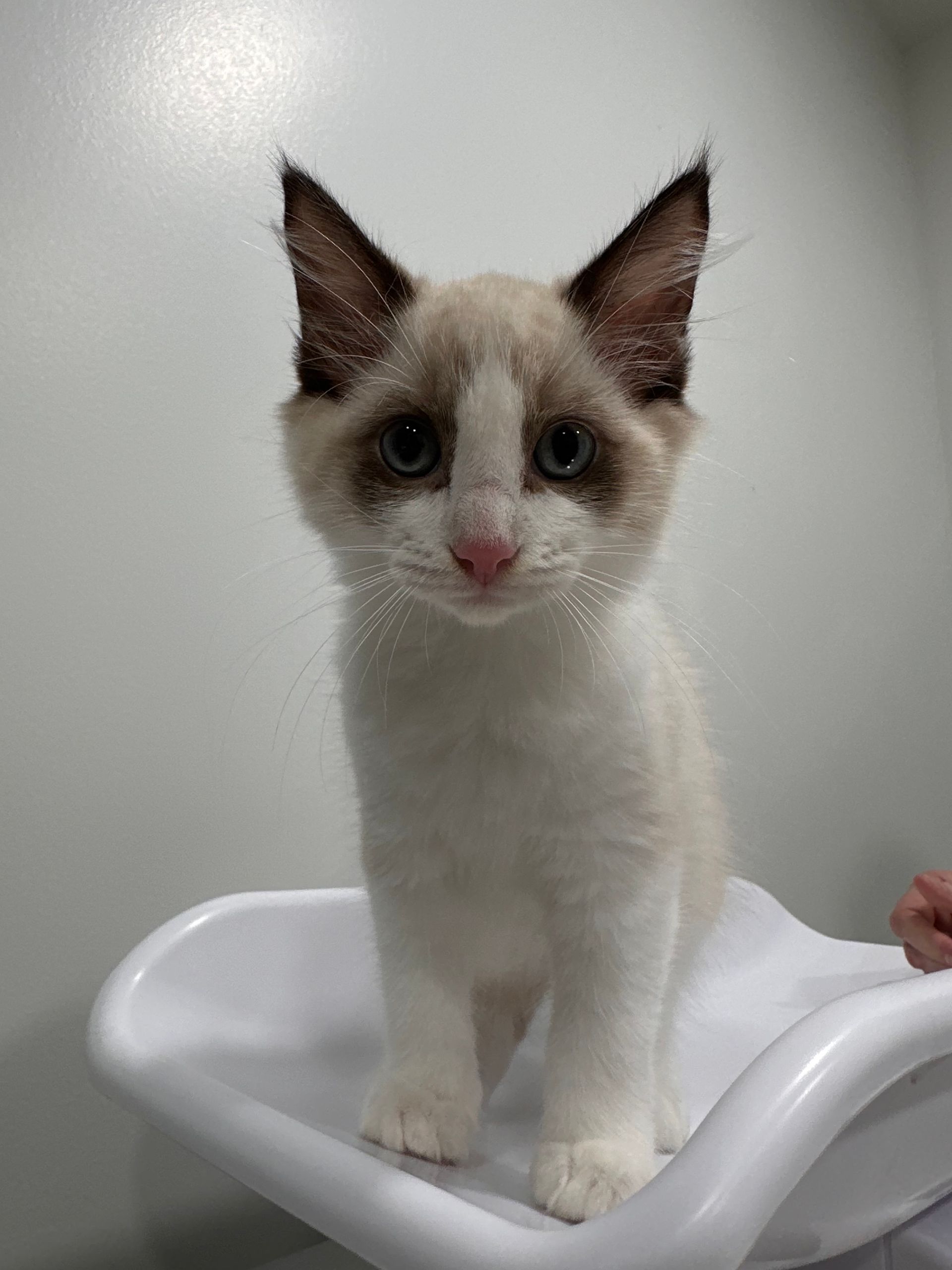 A Siamese Cat With a Lion Cut Resting on a Grey Couch — Acacia Veterinary Surgery in Yeppoon, QLD