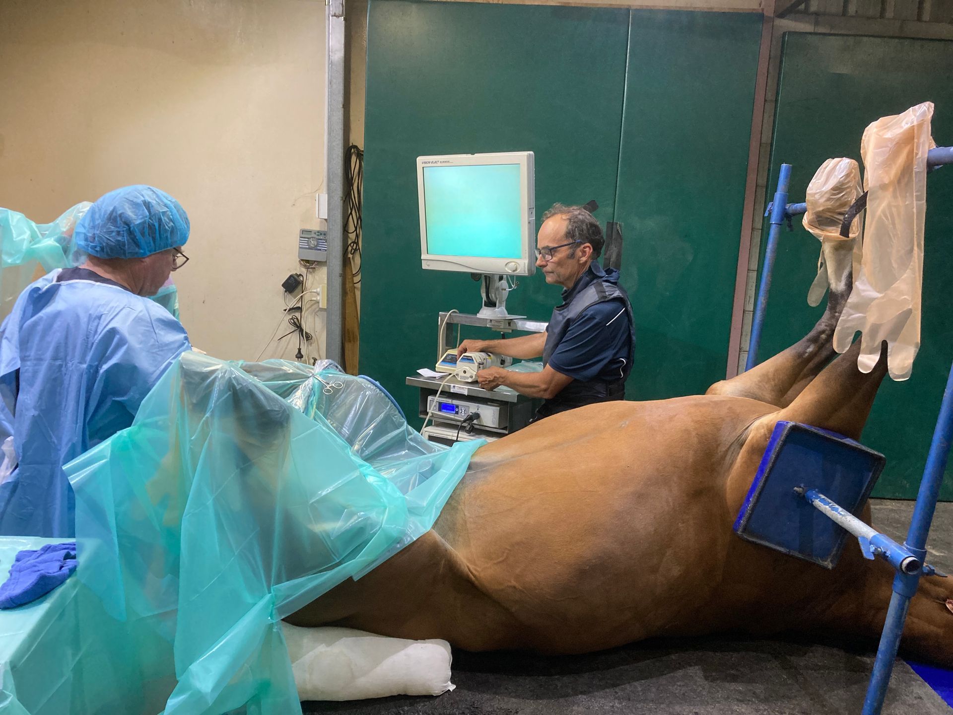 A veterinarian and assistant perform an ultrasound on a horse lying on a surgical table in a clinical setting — Acacia Veterinary Surgery in Yeppoon, QLD